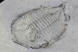 Bargain Dalmanites Trilobite - New York #99060-3